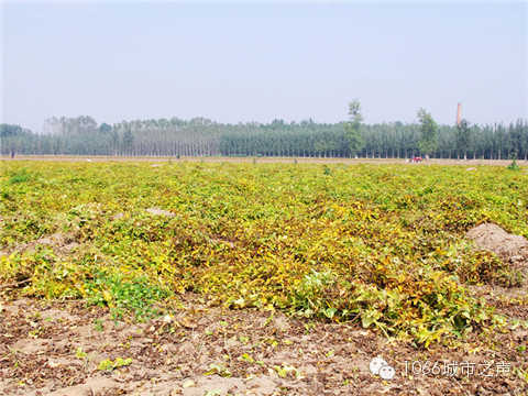 一望無際的山藥基地。據(jù)說，一季山藥后，土地需要五年才能恢復(fù)。