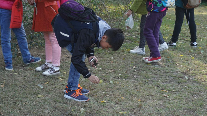 采集樹葉做貼畫