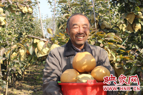 商丘市寧陵縣科學種植管理晚秋黃梨喜獲豐收