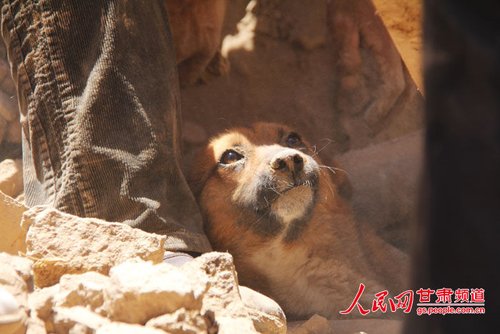 探出頭的小黃狗期待地看著救他的人。王生元/攝