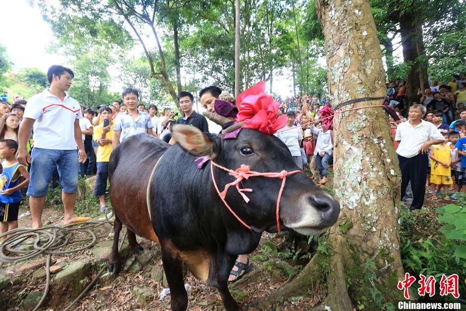 圖為村民給一頭黃牛頭戴上紅花準備進行“牽牛上樹”儀式。 譚凱興 攝