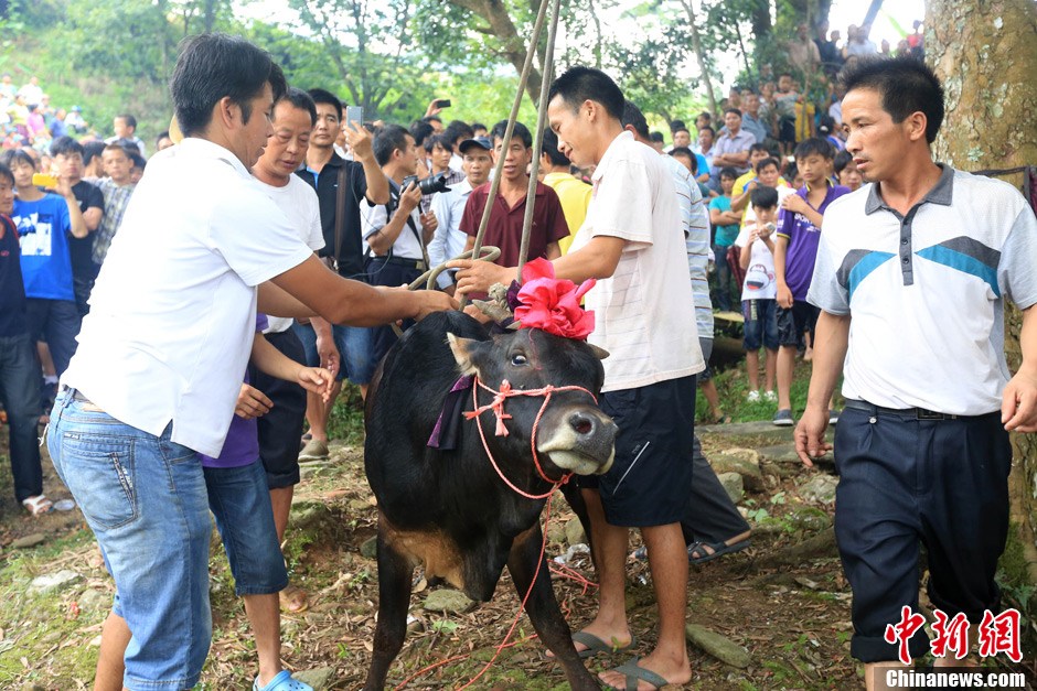 村民給黃牛套上繩索，準備進行儀式。 譚凱興 攝