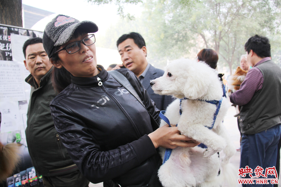 一只貴賓犬在賣萌。