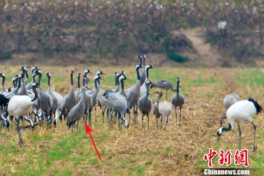 多種鶴類“集結(jié)”江蘇鹽城越冬 含罕見沙丘鶴