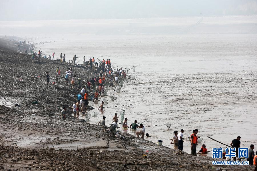 7月6日,在山西省平陸縣黃河岸邊,人們在河邊捕撈黃河“流魚”。