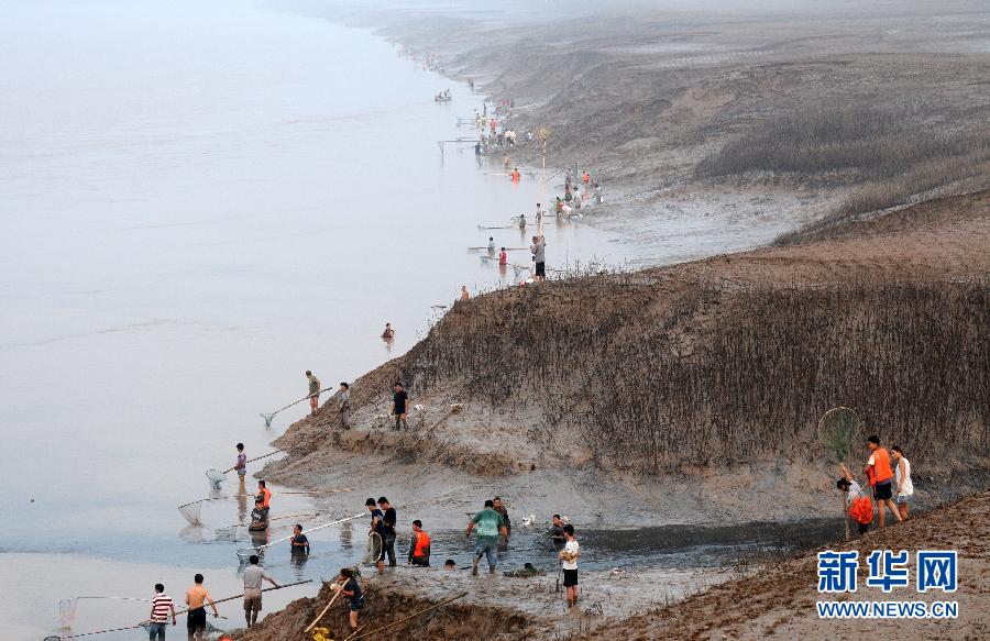  7月6日,在山西省平陸縣黃河岸邊,人們在捕撈黃河“流魚”。