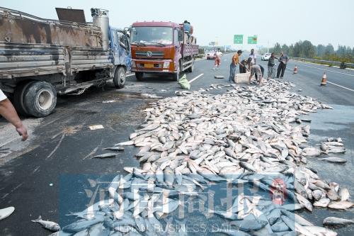 貨車翻,魚滿地。