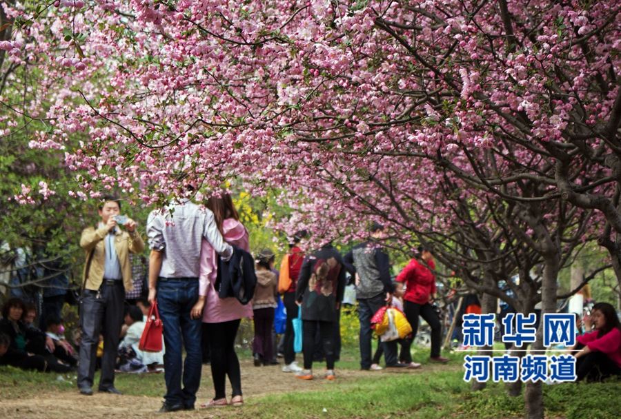 新鄭大滿園櫻花醉游人 市民學生流連忘返