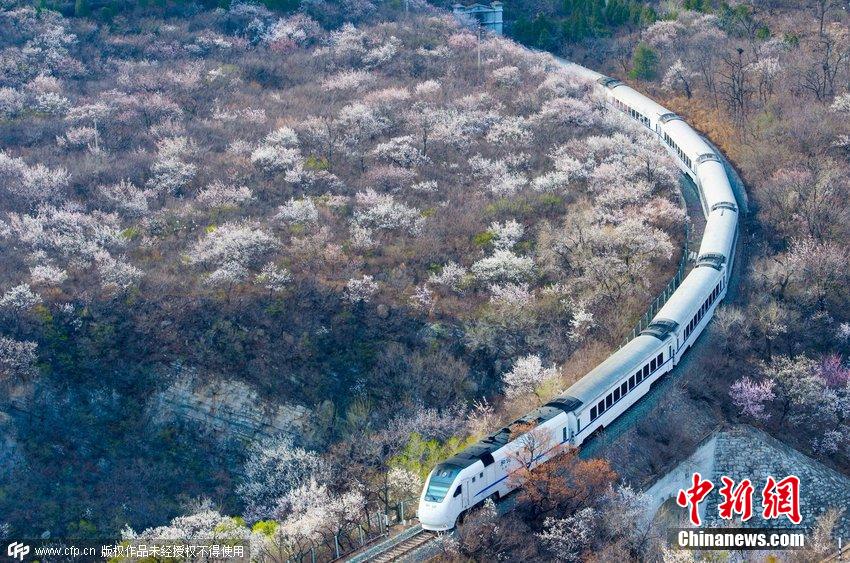 和諧號列車穿越居庸關花海 被贊開往春天的列車