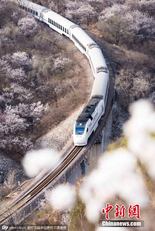 和諧號列車穿越居庸關花海 被贊開往春天的列車