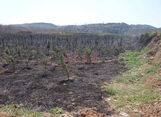 濟源一村民上墳燒紙引發火災 種植地被燒成黑土地