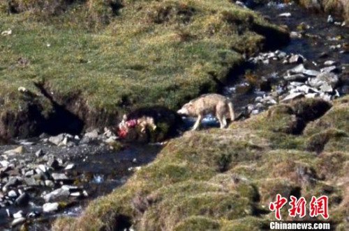 新疆南部草原野狼頻繁出沒 數千牲畜葬身狼腹