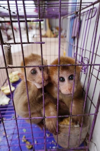 獼猴、麂子、白鷴、果子貍、豪豬、豺狗、熊、竹鼠等國家保護野生動物或瀕危物種，在此成為各路食客的盤中餐