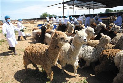 昨日，由智利進口的946頭羊駝，被運抵大興一動物檢疫隔離場進行檢驗檢疫。記者 王貴彬 攝