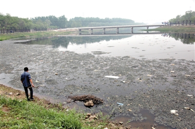 南沙河中漂浮著大量生活垃圾和腐爛水草等物，岸邊出現大量死魚。新京報記者郭鐵流攝