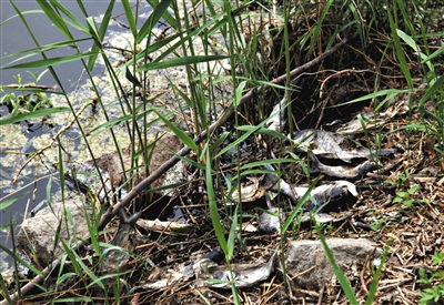 南沙河中漂浮著大量生活垃圾和腐爛水草等物，岸邊出現大量死魚。新京報記者郭鐵流攝