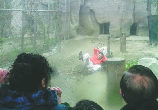 昨日，成都動物園，男子進入白虎活動區后被白虎拖行。動物園出動50多人成功營救下他