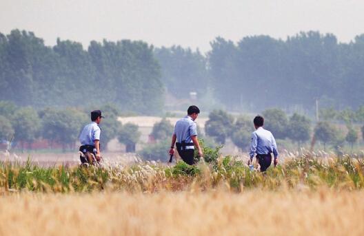 昨日上午，合肥長豐縣雙墩鎮，民警分成小隊在案發村莊附近麥田搜捕嫌犯。記者劉玉才/攝