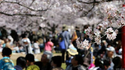 賞櫻季節是帶動4月份旅客數字的因數。（圖片來源：英國廣播公司網站）