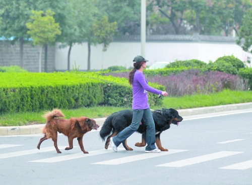 市區(qū)內(nèi)隨處可見(jiàn)的大型犬