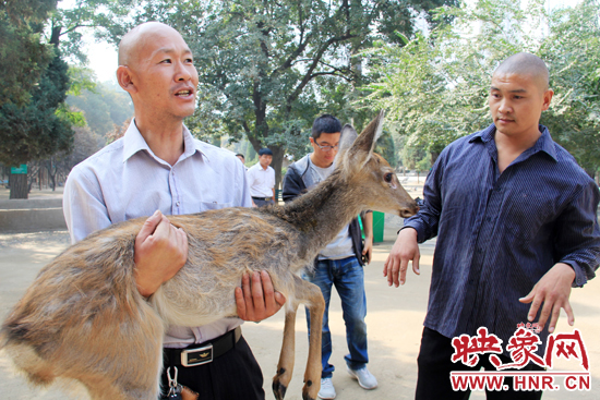 失主宋先生將“愛鹿”抱回家,并表示待小鹿傷情痊愈后,將其送到動物園,供市民觀賞。