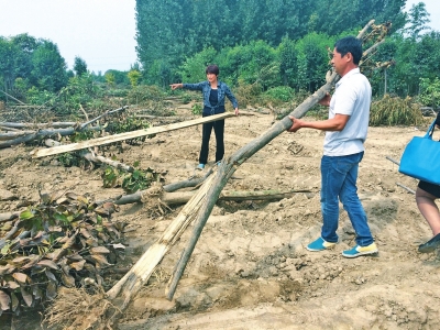 現場遍地是樹干和樹根，有的樹葉已枯萎