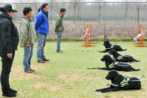 鄭州：4只導盲犬集訓 將帶著盲人跑馬拉松