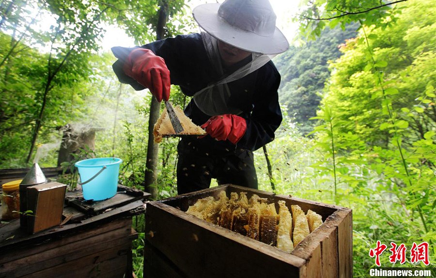 神奇神農架“懸棺”養蜂