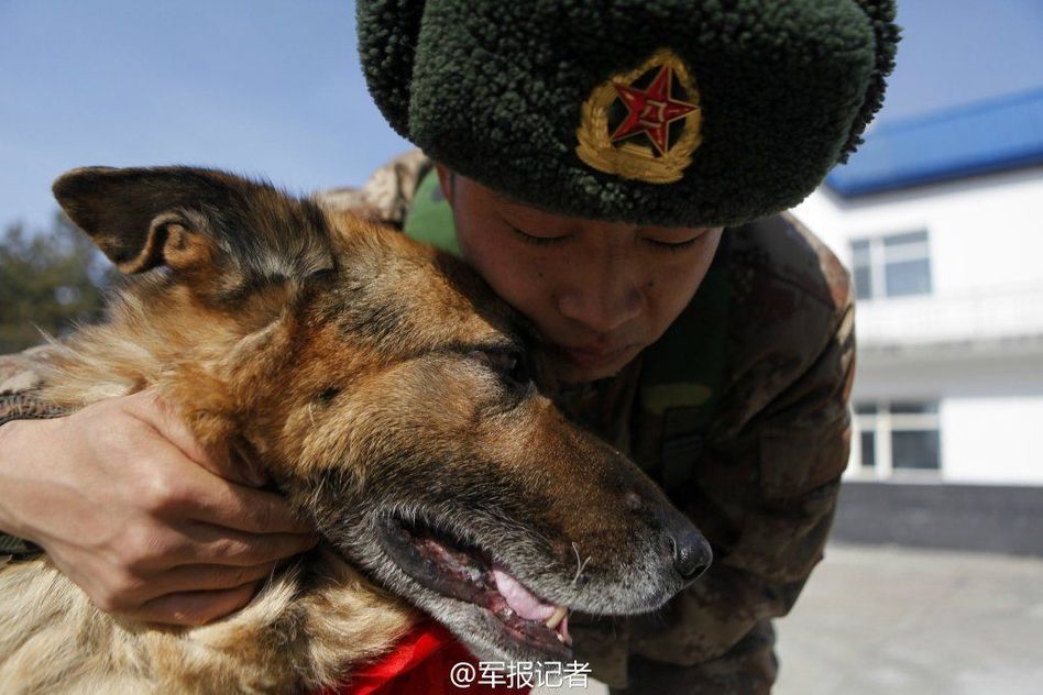 軍犬退役