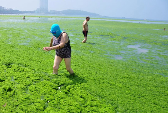 2013年7月3日，山東青島青島高溫來襲，“青島大媽”不懼滸苔，戴著“強盜面具”出現(xiàn)在海水浴場消暑降