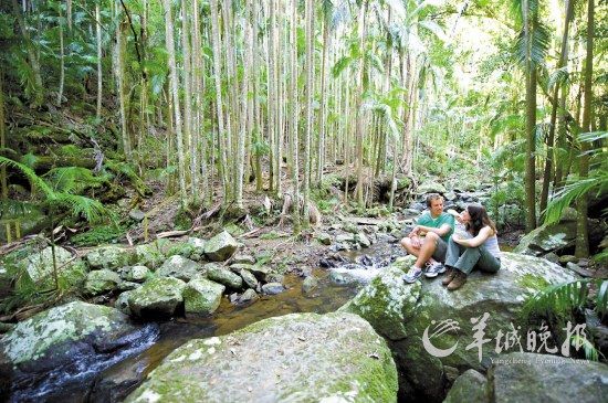 前往神秘的丹翠雨林，領略原始雨林的生動與深邃(昆士蘭旅游局供圖)