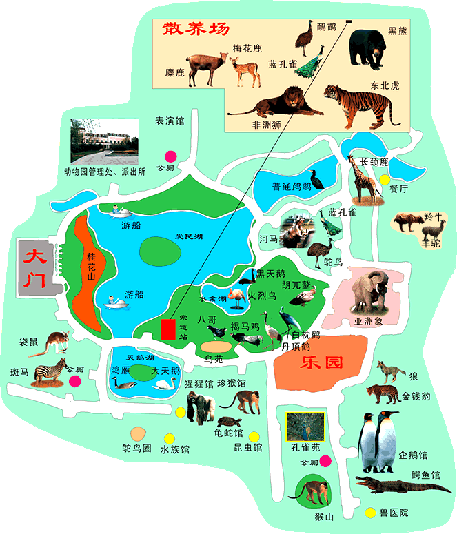 河南首次引進的非洲長頸鹿落戶鄭州