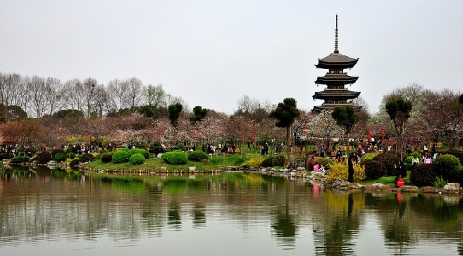 我和鮮花的約會 三月旅游賞花大攻略