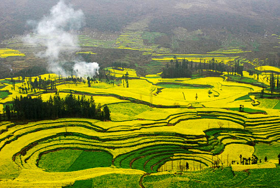 我和鮮花的約會 三月旅游賞花大攻略