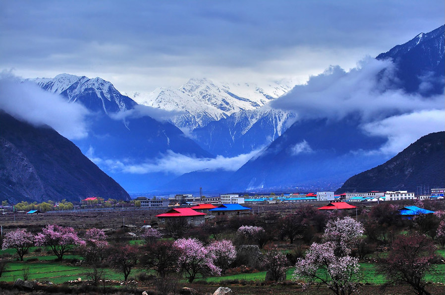 我和鮮花的約會 三月旅游賞花大攻略