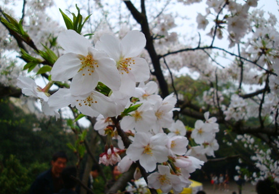 3月尋春記 賞櫻浪漫游