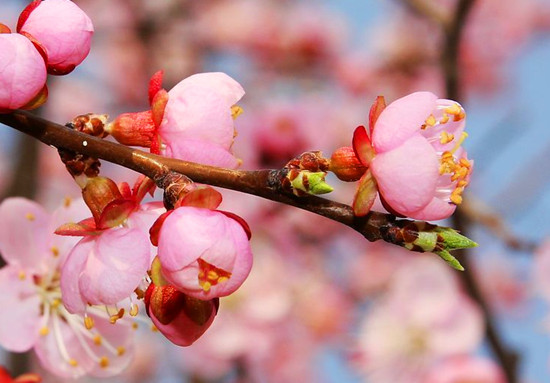 春來喜洋洋 賞花許昌城