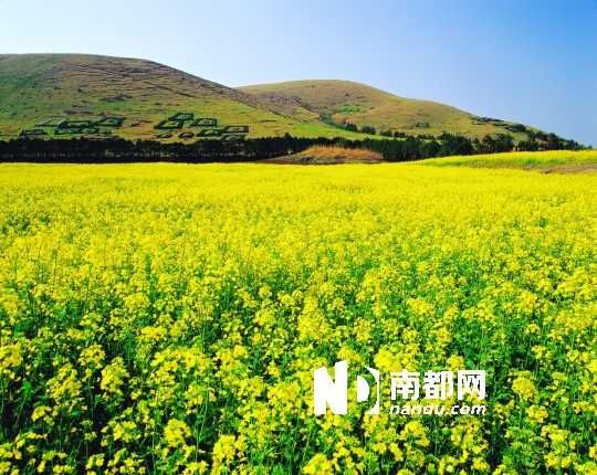 　　濟州島油菜花