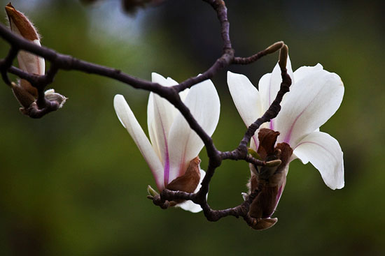 2013年潭柘寺玉蘭賞花節