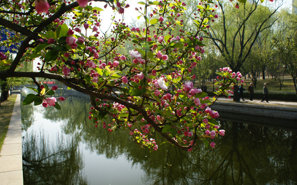 海棠笑迎客留步看花溪 元大都遺址公園海棠花節