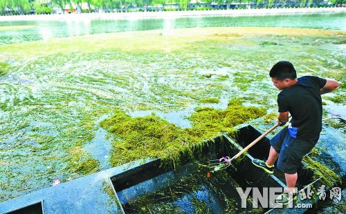  北京什剎海景區(qū)清理綠浮萍 為游船開(kāi)辟航道