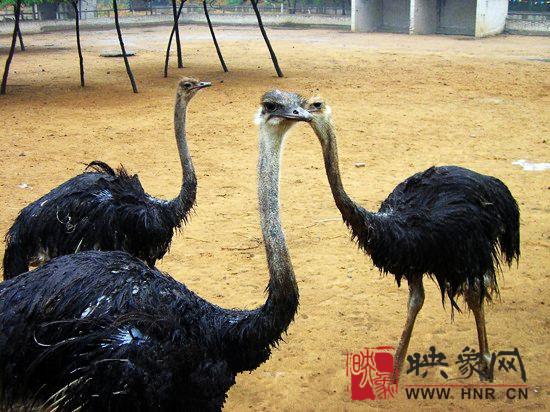 鄭州鴕鳥園端午節歡樂游