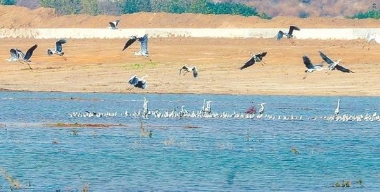 冬季正是觀鳥時 省內觀鳥地盤點