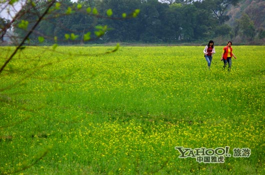 　　英德國家森林公園是廣東唯一的油菜花主題旅游景區。(圖片來源:CFP)