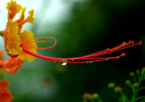 春城無處不飛花 昆明雨