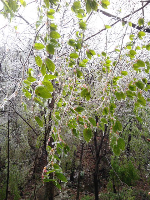 陽(yáng)春三月 在龍峪灣做一回“冰山上的來(lái)客”