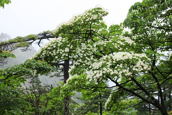 四照花開滿樹,賞花正當時