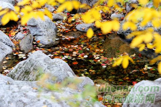 堯山 拜大佛賞紅葉泡溫泉