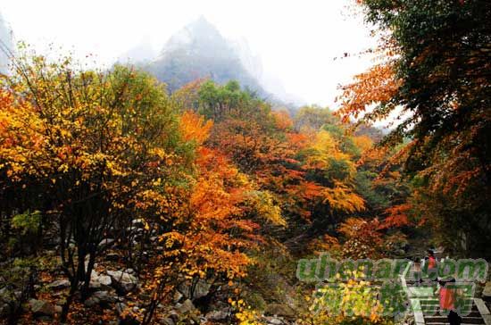 深秋去堯山賞紅葉、泡溫泉、拜大佛