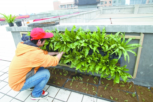 《河南屋頂綠化》將頒布實施 新規給出“技術指導”